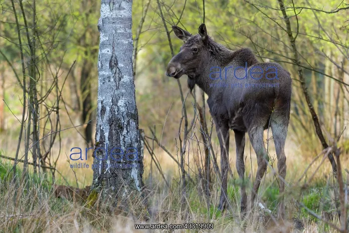 : Moose (Alces alces), Elk, in Birch Forest : Moose (Alces alces), Elk, in Birch Forest
