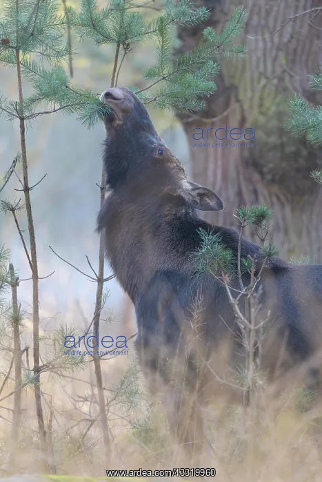 : Moose (Alces alces), Elk, eats pine needles in winter : Moose (Alces alces), Elk, eats pine needles in winter