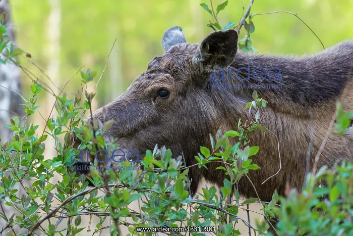 : Moose (Alces alces), Elk, in Forest eats leaves, Springtime : Moose (Alces alces), Elk, in Forest eats leaves, Springtime