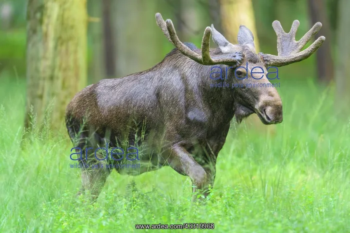 : Moose (Alces alces), Elk, in Forest, Summer : Moose (Alces alces), Elk, in Forest, Summer