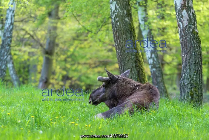 : Moose (Alces alces), Elk, lying in Birch forest springtime : Moose (Alces alces), Elk, lying in Birch forest springtime