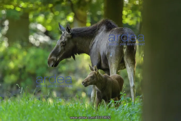 : Moose (Alces alces), Elk, Mother and Calf in forest, Summer : Moose (Alces alces), Elk, Mother and Calf in forest, Summer