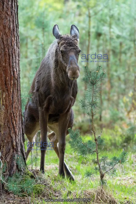 : Moose (Alces alces), Elk, in Pine Forest pees : Moose (Alces alces), Elk, in Pine Forest pees