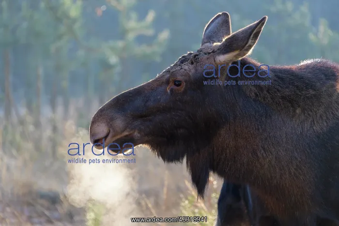 : Moose (Alces alces), Elk, in winter : Moose (Alces alces), Elk, in winter