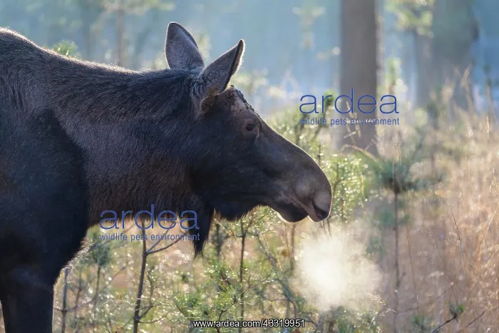 : Moose (Alces alces), Elk, in winter : Moose (Alces alces), Elk, in winter