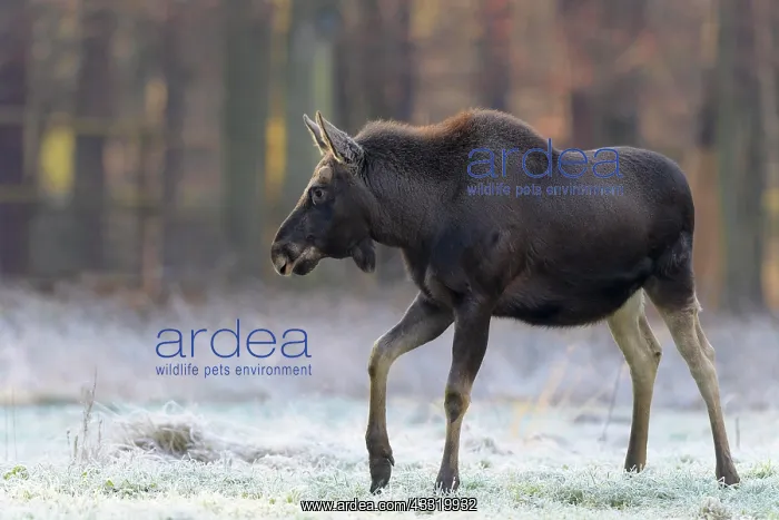 : Moose (Alces alces), Elk, in winter running : Moose (Alces alces), Elk, in winter running