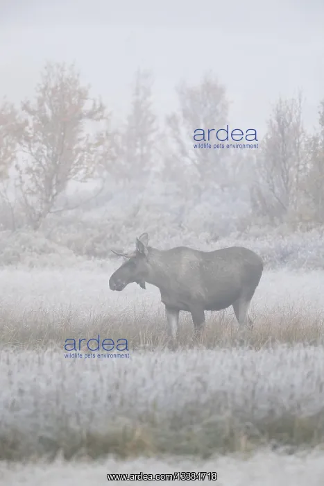 : Moose (Alces alces), elk young bull with small antlers f : Moose (Alces alces), elk young bull with small antlers f