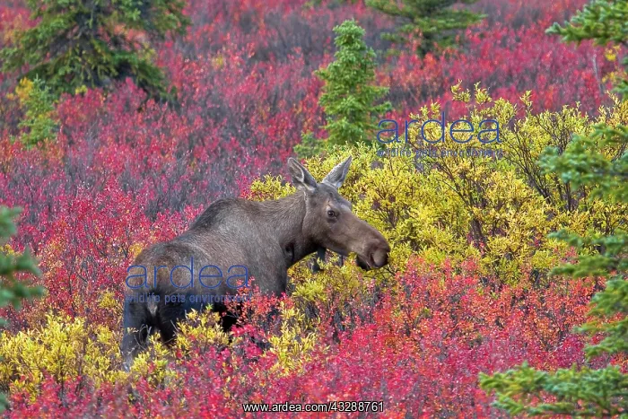 : Moose (Alces alces) female eating breakfast at : Moose (Alces alces) female eating breakfast at