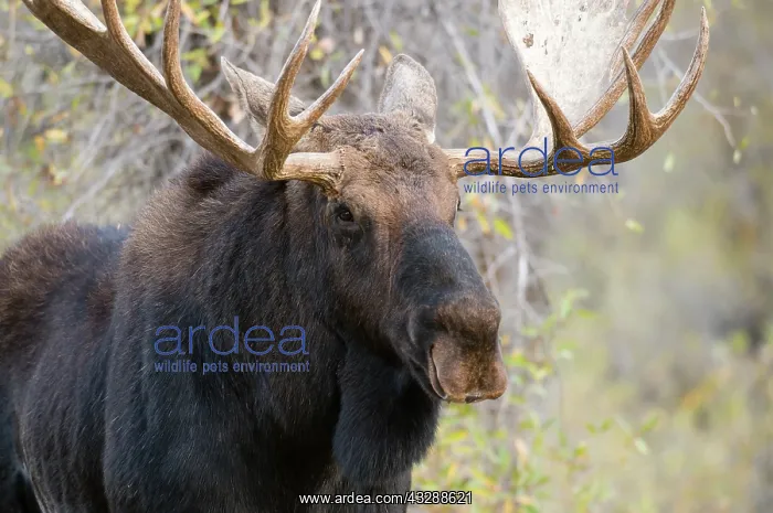 : Moose (Alces alces) male, bull, head with antle