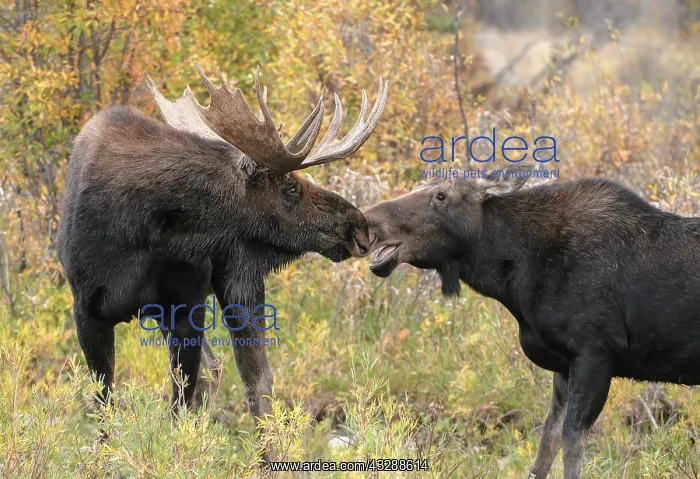 : Moose (Alces alces) male, bull, rut behavior pa : Moose (Alces alces) male, bull, rut behavior pa