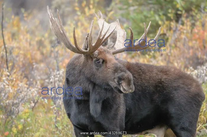 : Moose (Alces alces) male, bull, rut behavior se : Moose (Alces alces) male, bull, rut behavior se