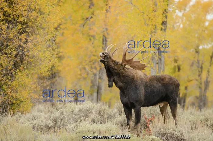 : Moose (Alces alces) male rut behavior lip curl : Moose (Alces alces) male rut behavior lip curl