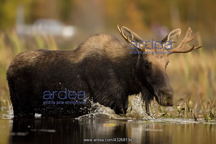 : Moose (Alces alces) - Male - Young Bull - Tupper : Moose (Alces alces) - Male - Young Bull - Tupper