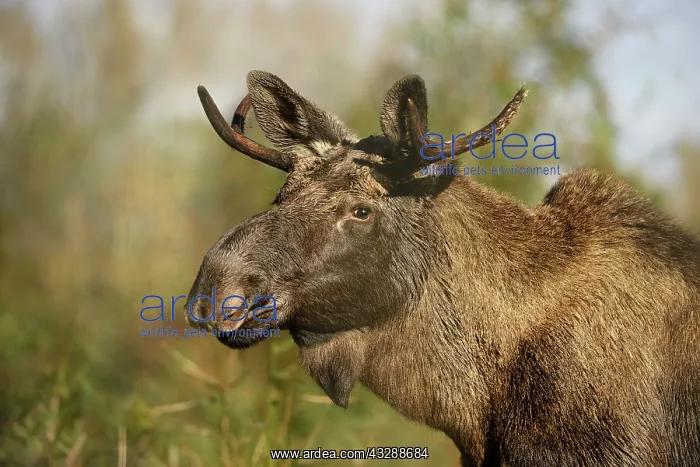  : Moose (Alces alces) portrait, The Netherlands