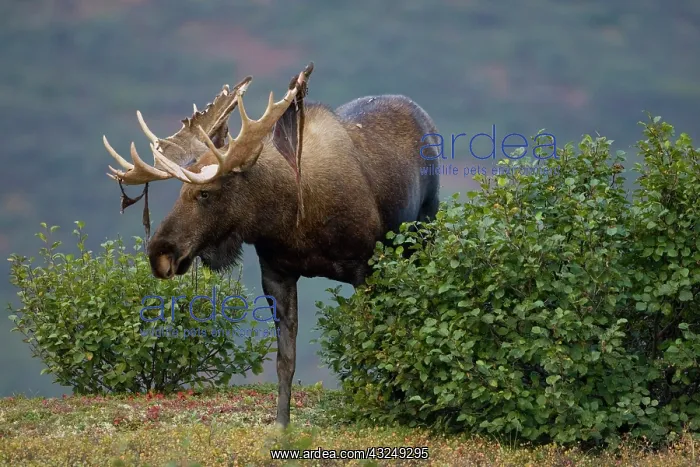 : Moose, Alces alces, shedding velvet in Denali : Moose, Alces alces, shedding velvet in Denali