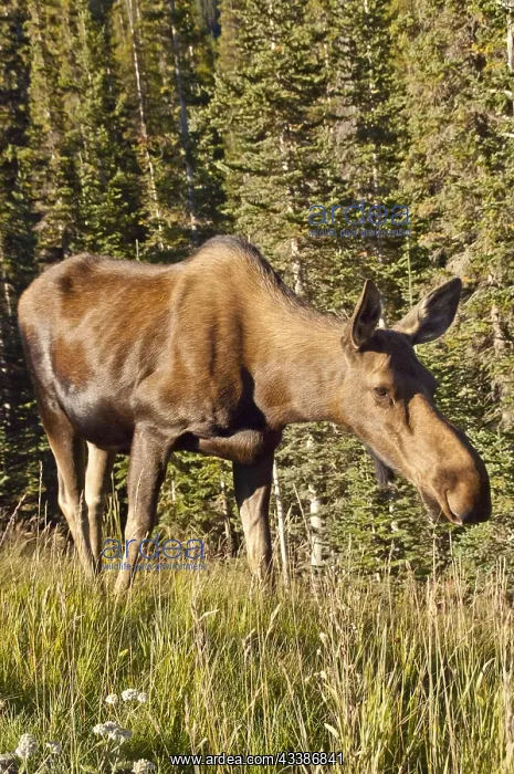  : Moose (Alces alces), Spray Valley Provincial Park