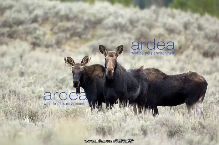 : Moose - Three animals standing in sagebrush : Moose - Three animals standing in sagebrush