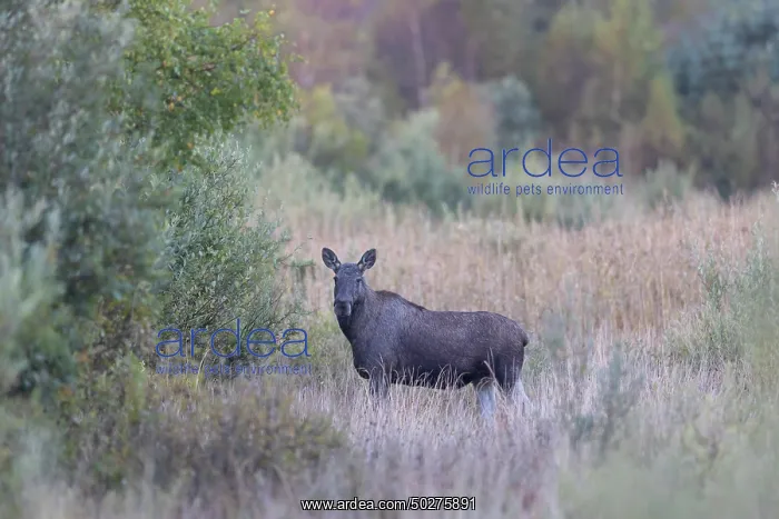 : Moose autumn : Moose autumn