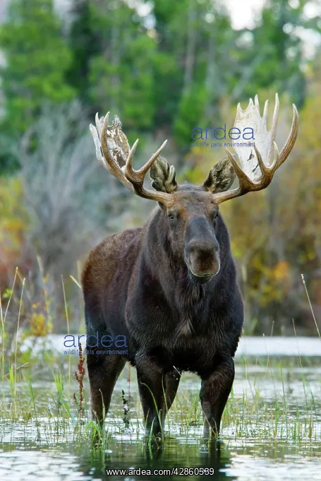 : Moose - Bull : Moose - Bull