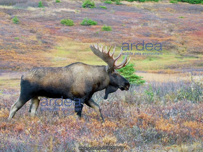  : Moose - bull