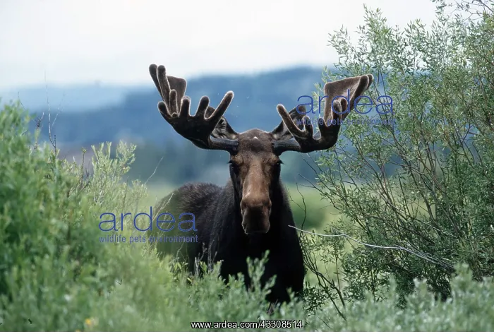 : MOOSE - bull : MOOSE - bull