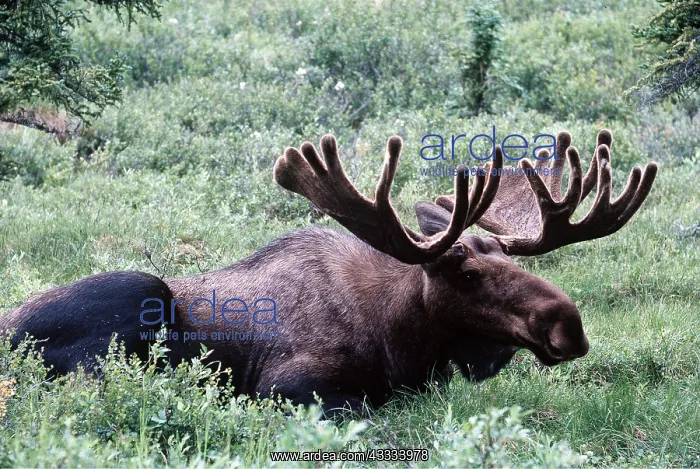 : MOOSE - Bull : MOOSE - Bull
