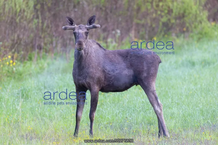 : Moose bull : Moose bull