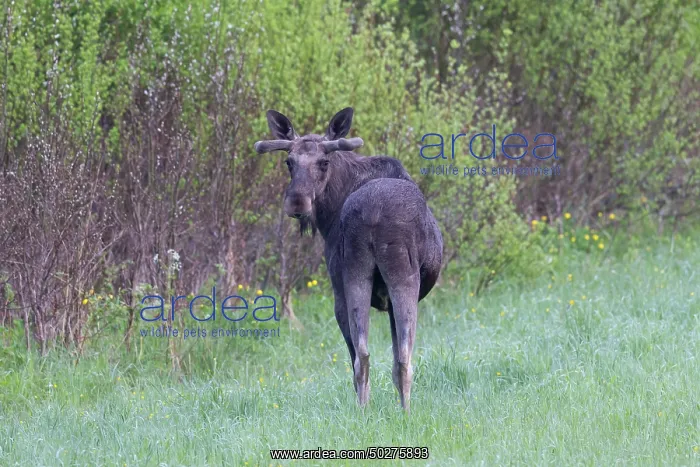 : Moose bull : Moose bull