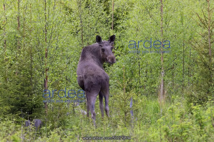 : Moose bull : Moose bull