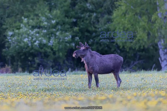 : Moose bull : Moose bull