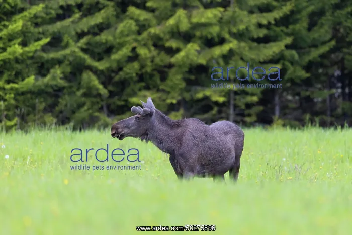: Moose bull : Moose bull
