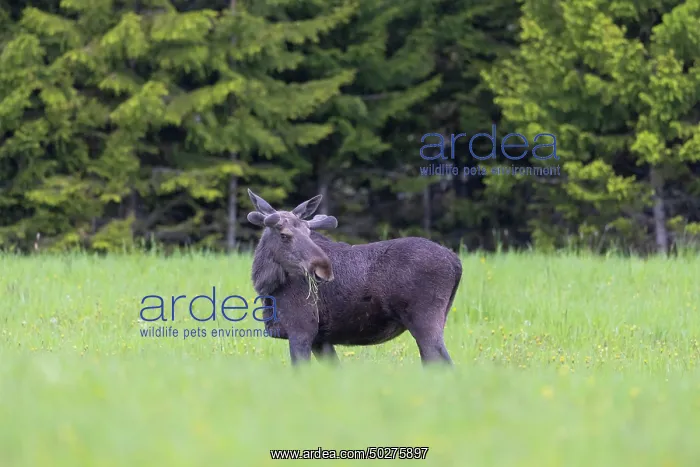 : Moose bull : Moose bull