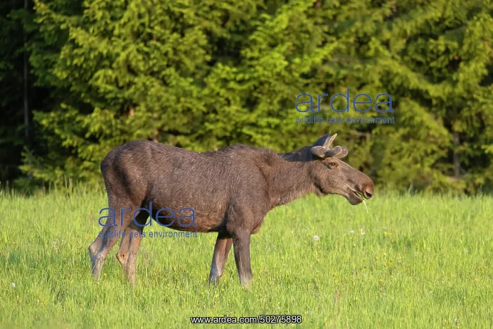 : Moose bull : Moose bull