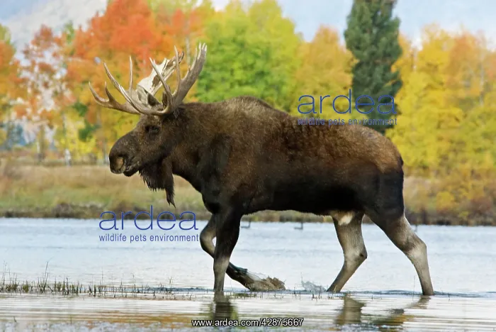 : Moose - Bull in autumn : Moose - Bull in autumn
