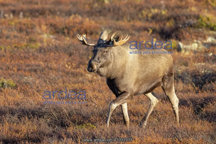 : Moose bull autumn : Moose bull autumn