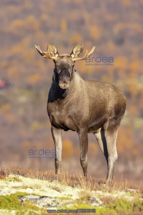 : Moose bull autumn : Moose bull autumn