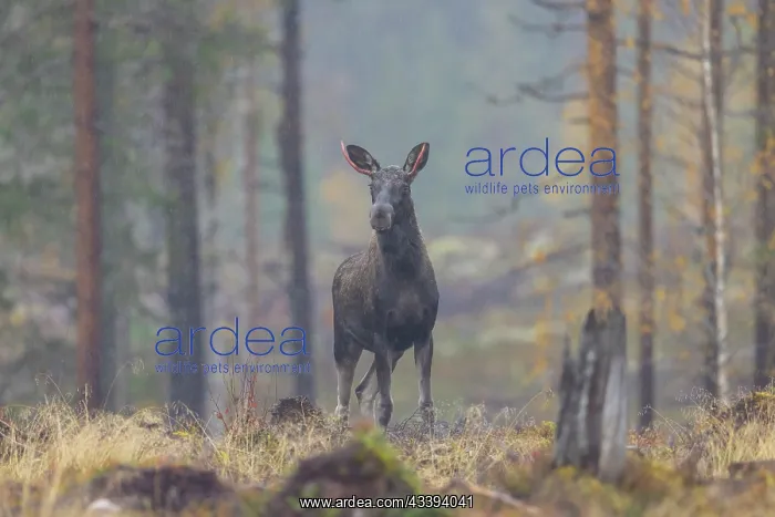 : Moose bull autumn : Moose bull autumn