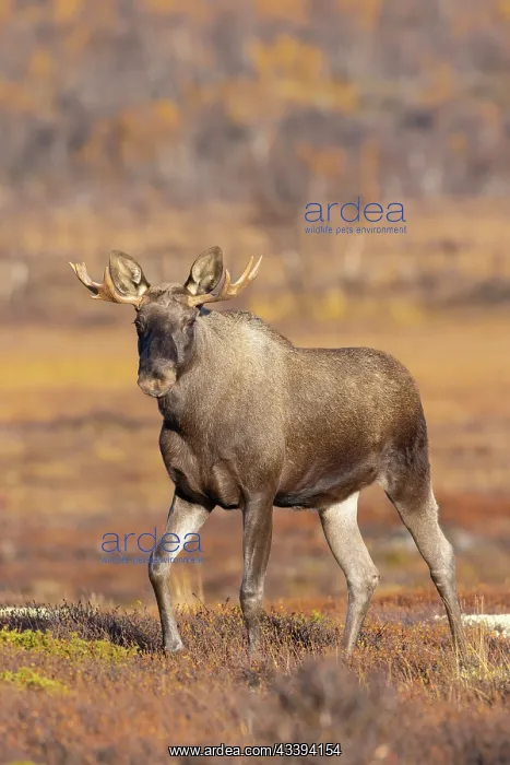: Moose bull autumn : Moose bull autumn