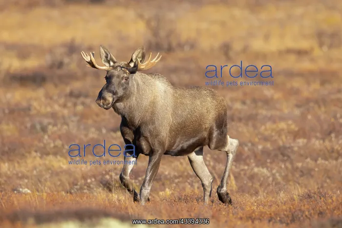 : Moose bull autumn : Moose bull autumn