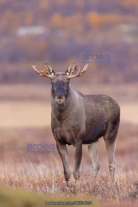 : Moose bull autumn : Moose bull autumn