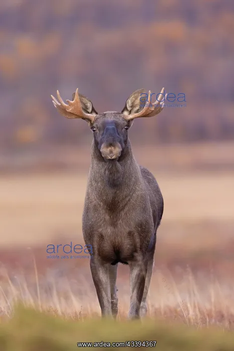 : Moose bull autumn : Moose bull autumn