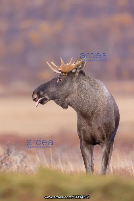 : Moose bull autumn : Moose bull autumn