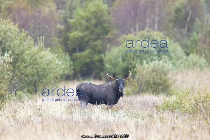 : Moose bull autumn : Moose bull autumn