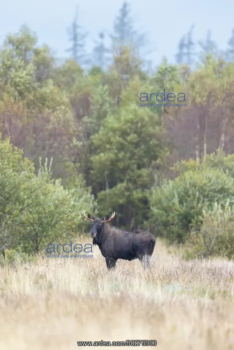 : Moose bull autumn : Moose bull autumn