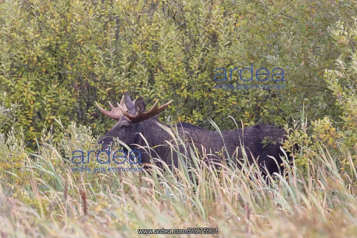 : Moose bull autumn : Moose bull autumn