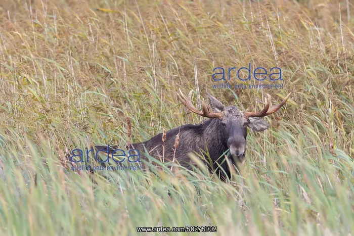 : Moose bull autumn : Moose bull autumn