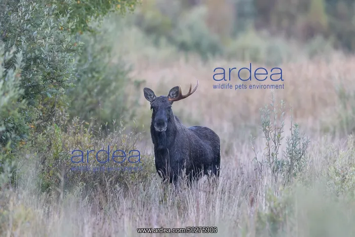 : Moose bull autumn : Moose bull autumn