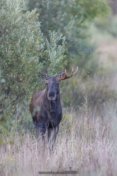 : Moose bull autumn : Moose bull autumn