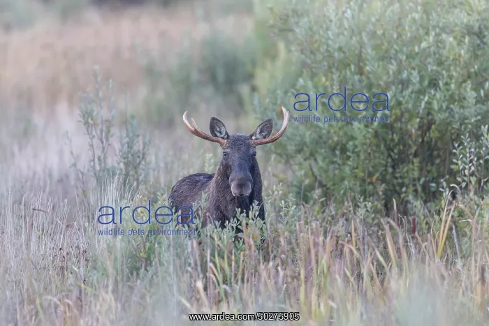 : Moose bull autumn : Moose bull autumn