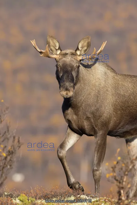 : Moose bull autumn portrait : Moose bull autumn portrait